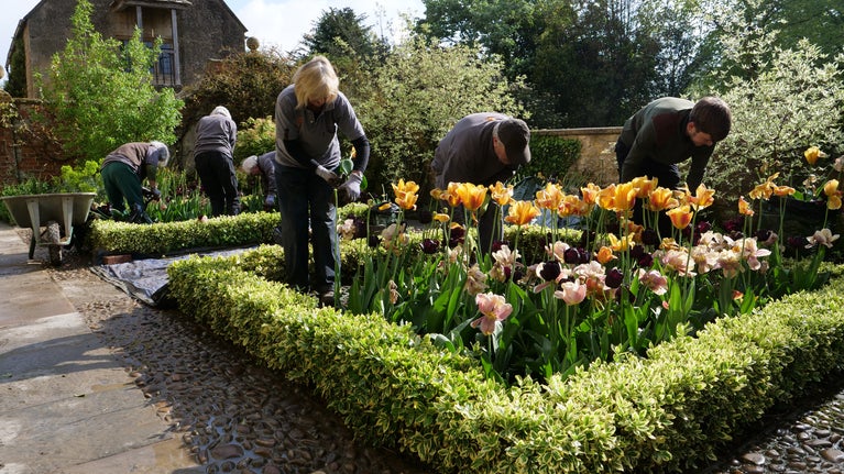 Gardeners working on two flower beds containing tulips